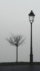 Bare tree and lamppost stand alone in the fog