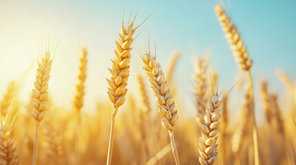 Golden wheat field illuminated by warm sunlight during harvest season tranquil rural landscape