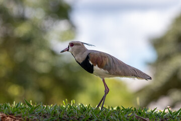 quero-quero bird in Brazil - vanellus chilensis