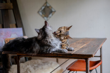 毛繕いするベンガル猫と横になるサバトラ猫