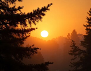 Golden sunrise or sunset through silhouetted pine trees