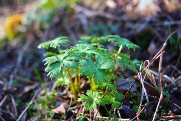 Soft windflower in the forest.japan