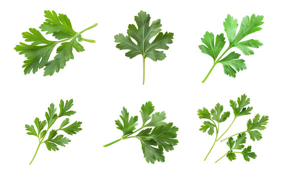 Fresh parsley leaf. Set of  Parsley leaf isolated on transparent. Cilantro leaves, green parsley Collection. Flat lay. Pattern