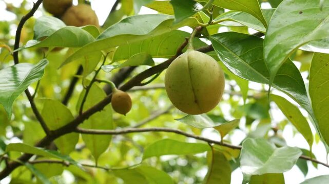 A lush nutmeg tree with nutmegs hanging from its branches, swaying gently in the wind. Nutmeg is useful as a flavor enhancer in food and is also beneficial for health and medicine.