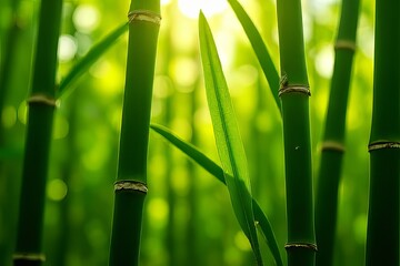 Fototapeta premium Lush Bamboo Forest - Vibrant Green Stalks and Leaves in Nature