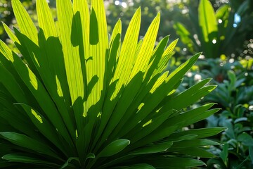 Lush Green Palm Leaves in Sunlight with Cast Shadows