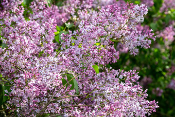 Blooming lilac flowers in spring sunlight