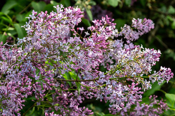Obraz premium Blooming lilac flowers in spring sunlight