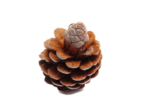 Brown dry pine cone on an isolated background