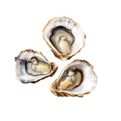 Freshwater oysters arranged on a white background, showcasing natural textures and colors with intricate details for culinary inspiration and seafood presentation.
