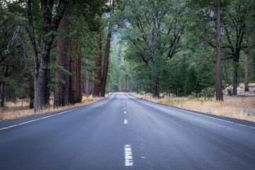 A clear, straight road, leading through a pine forest. The open road.