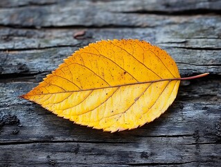 Yellow Leaf Resting on Wooden Surface Capturing Autumn Beauty and Simplicity