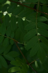 green plants in the park,