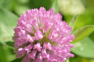 clover flowers on a green meadow,