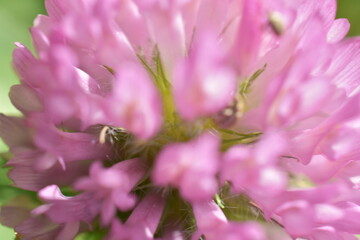 clover flowers on a green meadow,