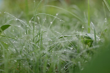 dewdrops naturally moisten the grass, adding to the strong atmosphere of the morning approaching noon.