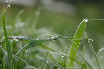 dew drops wet the natural green grass