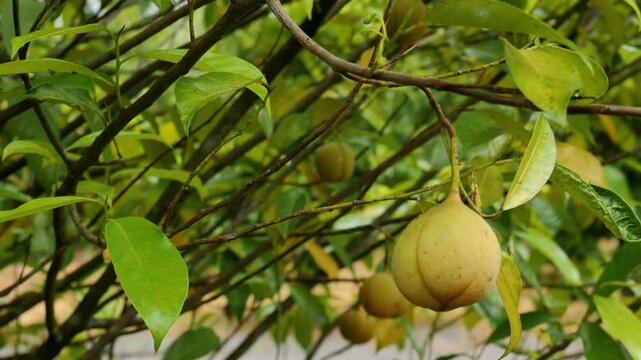 A lush nutmeg tree with many ripe nutmegs hanging from its branches and its yellowish green leaves. In addition to adding flavor to food, nutmeg is also beneficial for health and medicine.