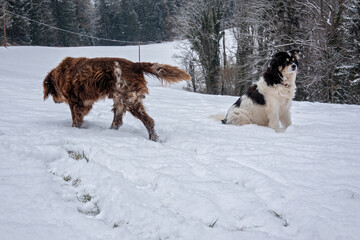 Hunde . Dogs . Fun in the snow . Münsterländer & Border Collie