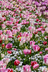 Tulips Flowers