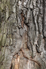 Close-up of a ill oak tree trunk with sore bark