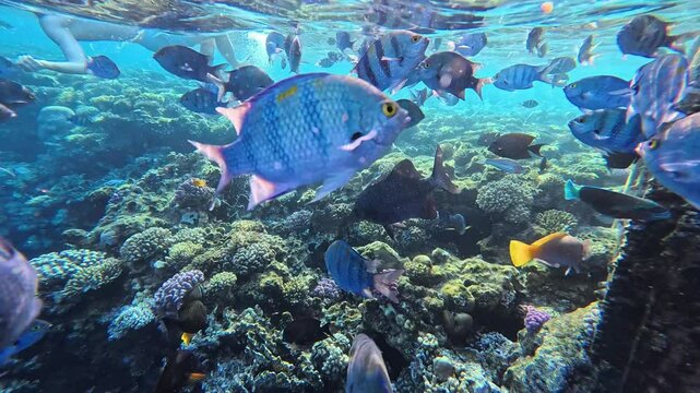 Snorkeling with the school of fish (Indo-Pacific sergeant - Abudefduf vaigiensis) and tropical coral reef. Underwater video with the fish and corals. Marine life and fish, travel footage.