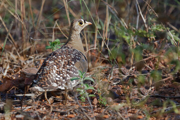 Nachtflughuhn / Double-banded sandgrouse / Pterocles bicinctus