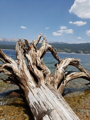 Fototapeta premium dead tree stump