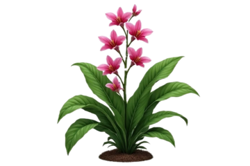 Tropical plant orchid flower bush shrub tree isolated on white background with.