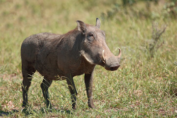 Warzenschwein / Warthog / Phacochoerus africanus..