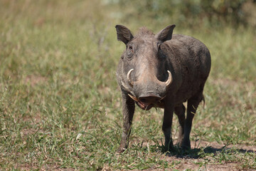Warzenschwein / Warthog / Phacochoerus africanus..