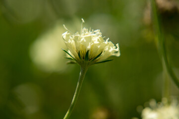 yellow flower in the garden
