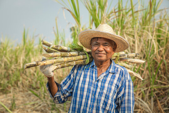 Portrait of elderly farmer holding sugarcane and looking at camera with sugarcane field in background. The worker is harvesting the sugarcane