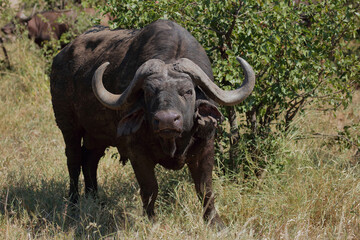 Kaffernbüffel / African buffalo / Syncerus caffer