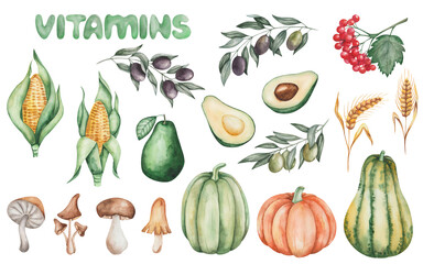 Watercolor illustration. Vegetable set. Hand painted yellow corn, olives, avocado, pumpkins, mushrooms, wheat spike, red berries. Raw, ripe, whole, cut in half food. Vitamins. Isolated clip art