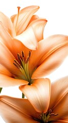 Stunning orange petals macro shot, featuring vivid lily petals with stunning orange petals, a highly detailed look at stunning orange petals in floral design