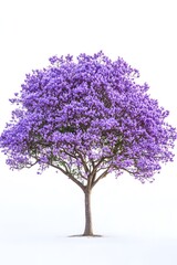 Obraz premium A blooming jacaranda tree with its beautiful purple flowers, standing out on a white background