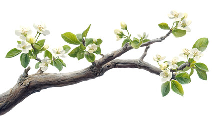 Tree branch with flowers photo overlays, summer spring painted effect, transparent background, clipping path  -  