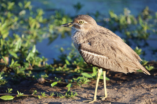 Wassertriel / Water thick-knee / Burhinus vermiculatus.
