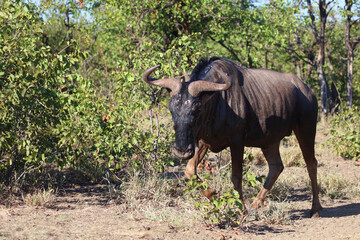 Streifengnu / Blue wildebeest / Connochaetes taurinus