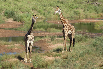 Giraffe / Giraffe / Giraffa camelopardalis