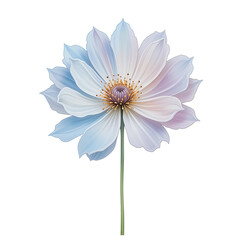 Obraz premium Watercolor cosmos flower in soft pastel colors Isolated on the background