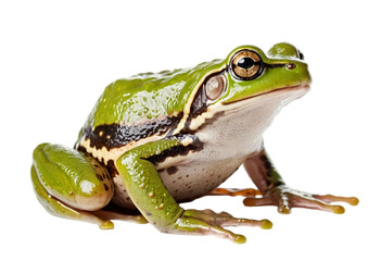 Fototapeta premium frog isolated on transparent background