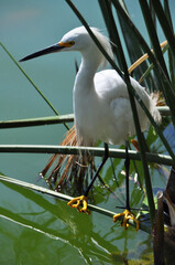 Beautiful white heron in the lake among papyrus plants