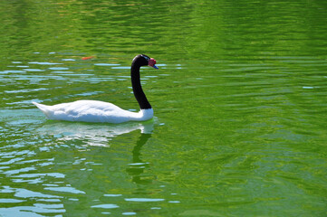 Elegant black-necked swan swimming in the lake