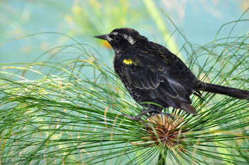 Female trile bird perched on papyrus plant