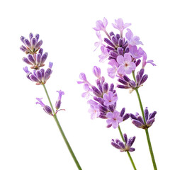 Obraz premium A purple flowers isolated on transparent background