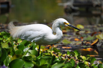 White heron searching for fish among aquatic plants
