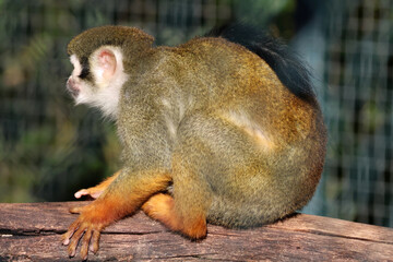 Singe écureuil de Guyane