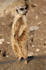 un suricate sur ses gardes